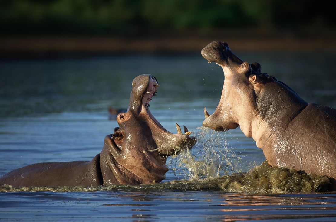 Two hippos fight each other South Africa. Males might engage in clashes over leadership of their pods, mating privileges or over territory.