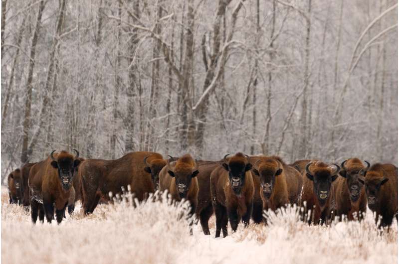 Conservation efforts are bringing species back from the brink, even as overall biodiversity falls