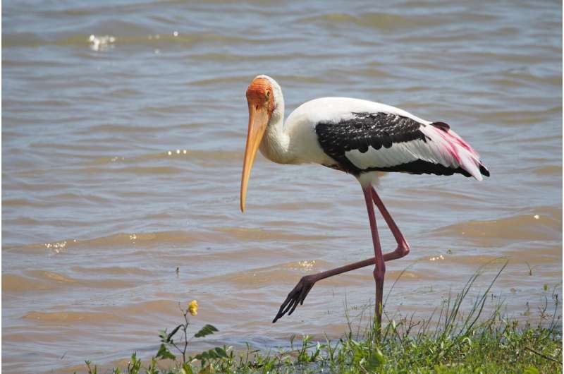 A major review of over 67,000 animal species has found that while the natural world continues to face a biodiversity crisis, targeted conservation efforts are helping bring many species back from the brink of extinction. Credit: Mihai Leu Conservation efforts are bringing species back from the brink, even as overall biodiversity falls