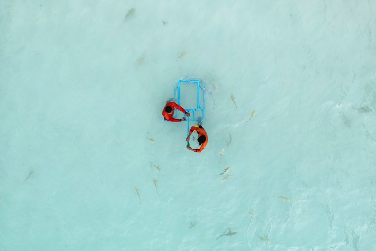 A top-down aerial view of researchers in red rash vests collecting a Baited Remote Underwater Video unit in crystal blue waters while surrounded by a school of newborn Blacktip reef sharks