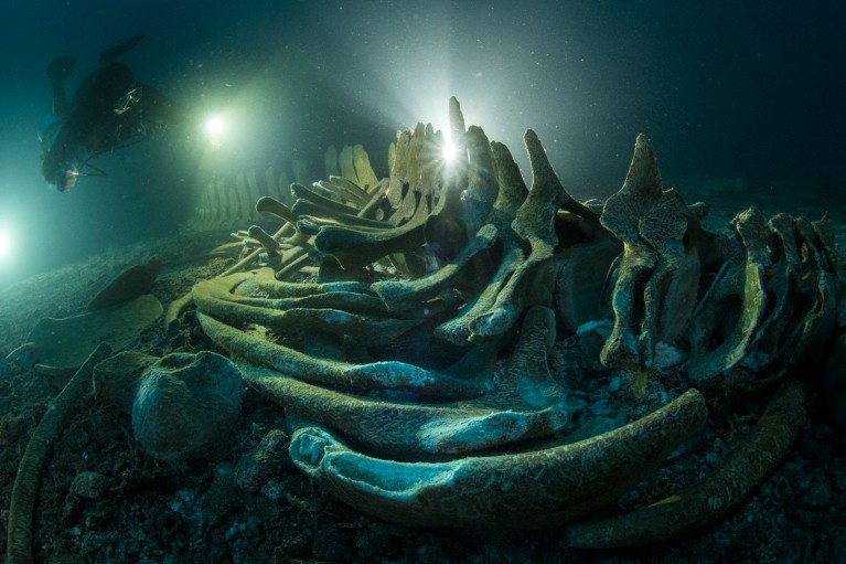 An Omura’s whale skeleton lay on the sea bed, illuminated by underwater lights from passing divers