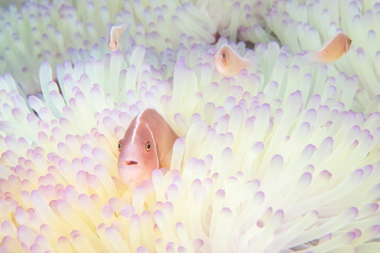 Four pink skunk clownfish peek out from among the pale white stinging tentacles of a bleached sea anemone, each tentacle tipped with purple