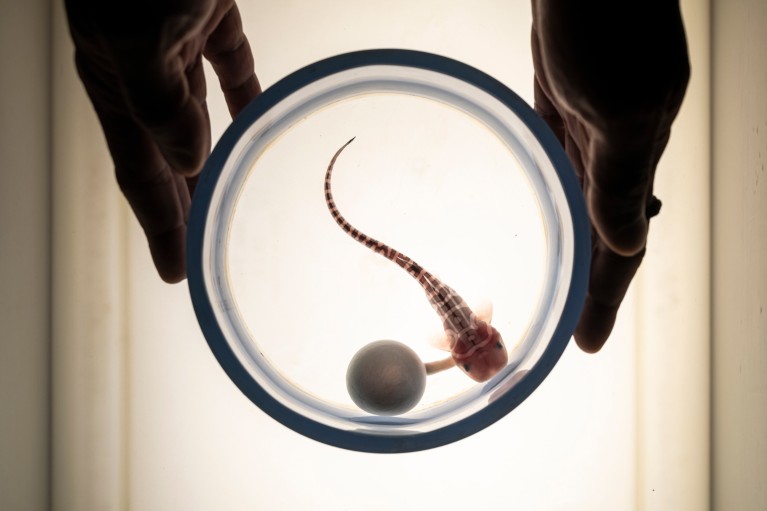 Two hands hold a glass jar containing a developing two-month-old embryo of an Indo-Pacific Leopard shark