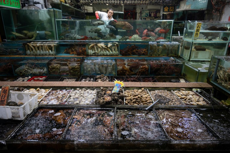 Many tanks full of diverse live marine life are displayed at a seafood restaurant