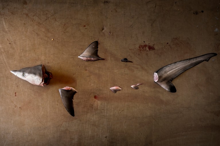 The body parts (head, fins and tail) of a Spottail shark are arranged on a metal table to show its missing body