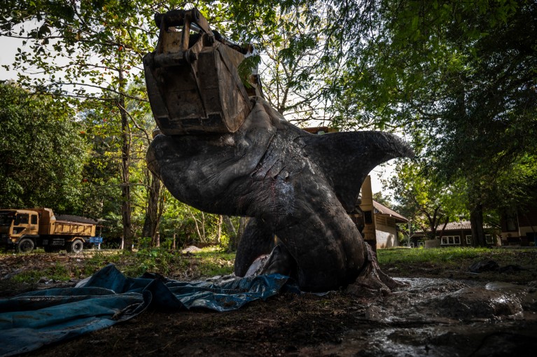 A dead Whale shark is seen lifted with heavy machinery on land prior to being buried