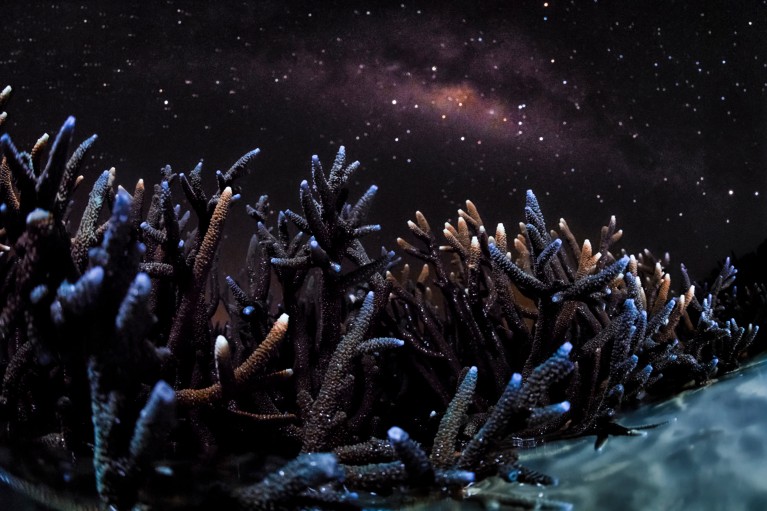 A close up of water lapping at Robust staghorn corals underneath a dark, starry sky