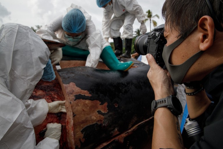 A close-up of Shin taking photographs of a sperm whale carcass