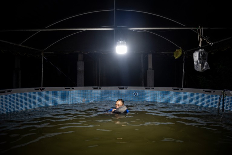 A caretaker embraces and calms an orphaned Irrawaddy river dolphin in a large water pool with a light shining directly above