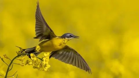 Getty Images A small bird, identified as a yellow wagtail, with a bright yellow underside and darker wings and head.
The bird is captured wings fully extended, and appears to be vocalizing (beak open).
The background is a vivid yellow field, likely rapeseed (canola) flowers, creating a strong color harmony with the bird.
The bird is perched momentarily on a flowering stem, which bends under its weight.