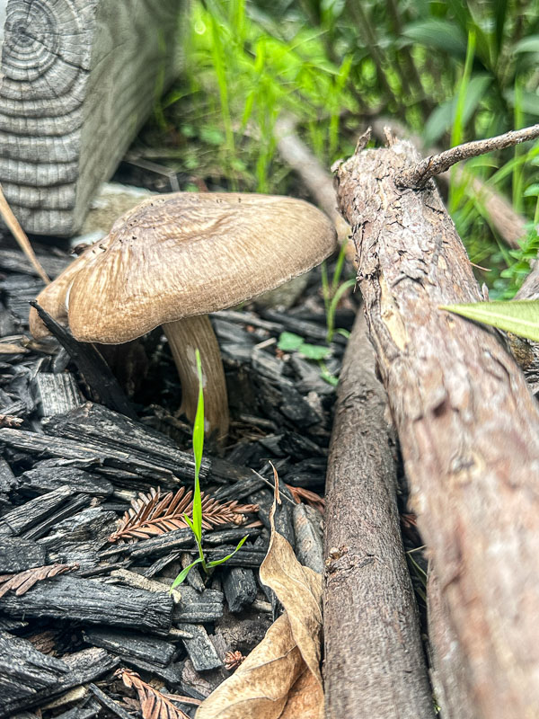 My Everyday Life Week 04 of 2026- Tracy Benjamin of Shutterbean.com